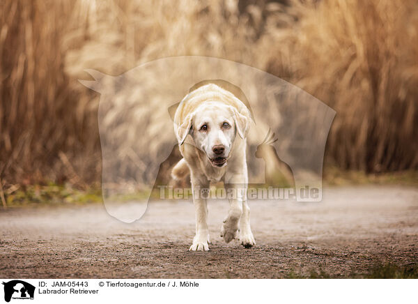 Labrador Retriever / Labrador Retriever / JAM-05443