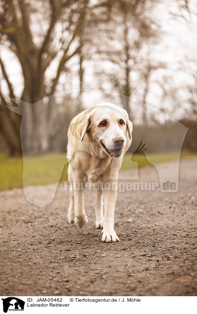 Labrador Retriever / Labrador Retriever / JAM-05462