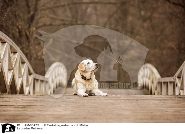 Labrador Retriever / JAM-05472