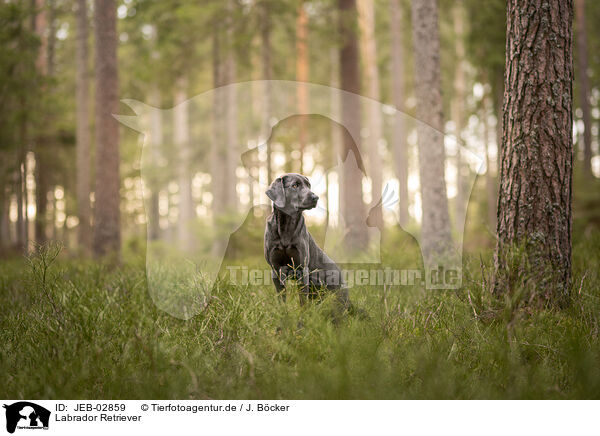 Labrador Retriever / Labrador Retriever / JEB-02859