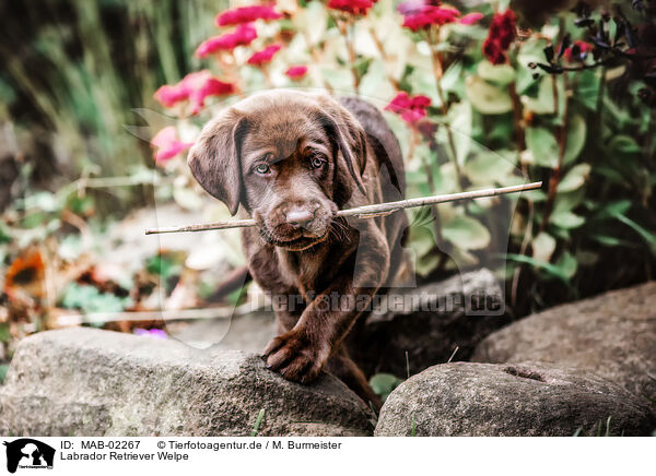 Labrador Retriever Welpe / Labrador Retriever Puppy / MAB-02267