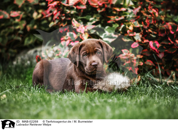 Labrador Retriever Welpe / MAB-02268