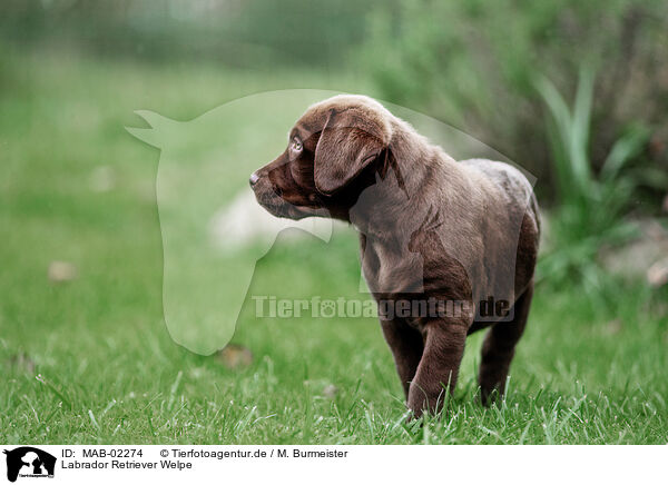 Labrador Retriever Welpe / Labrador Retriever Puppy / MAB-02274