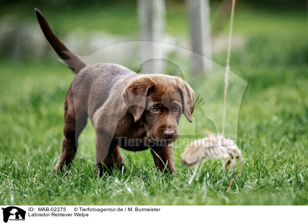 Labrador Retriever Welpe / Labrador Retriever Puppy / MAB-02275