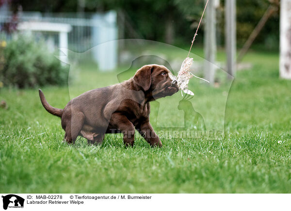 Labrador Retriever Welpe / Labrador Retriever Puppy / MAB-02278