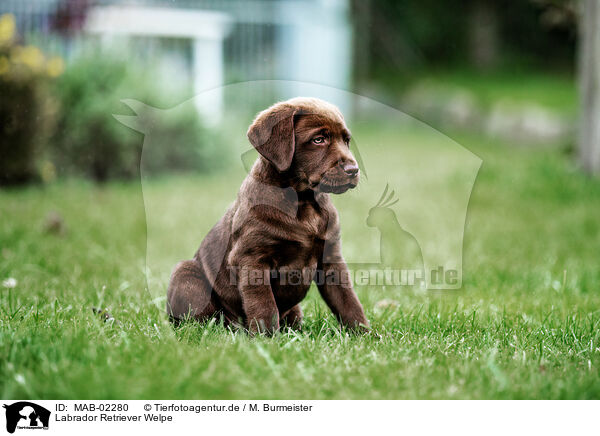 Labrador Retriever Welpe / Labrador Retriever Puppy / MAB-02280