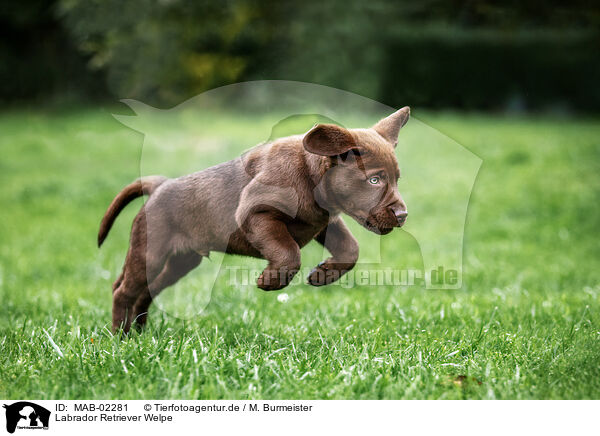 Labrador Retriever Welpe / Labrador Retriever Puppy / MAB-02281