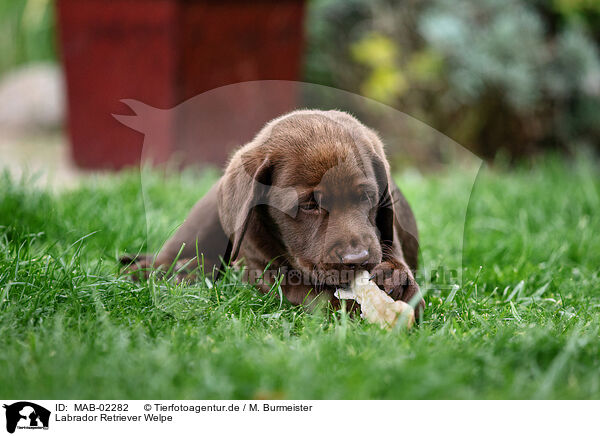 Labrador Retriever Welpe / Labrador Retriever Puppy / MAB-02282
