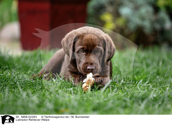 Labrador Retriever Welpe / Labrador Retriever Puppy / MAB-02283