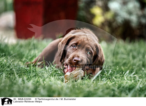 Labrador Retriever Welpe / Labrador Retriever Puppy / MAB-02284