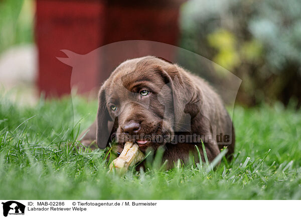Labrador Retriever Welpe / Labrador Retriever Puppy / MAB-02286