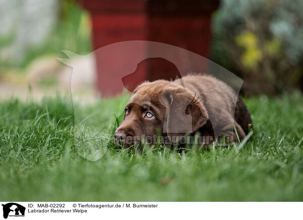 Labrador Retriever Welpe / Labrador Retriever Puppy / MAB-02292