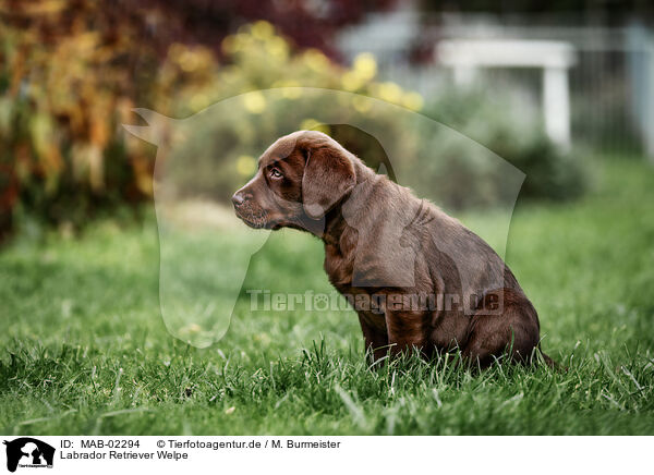 Labrador Retriever Welpe / Labrador Retriever Puppy / MAB-02294