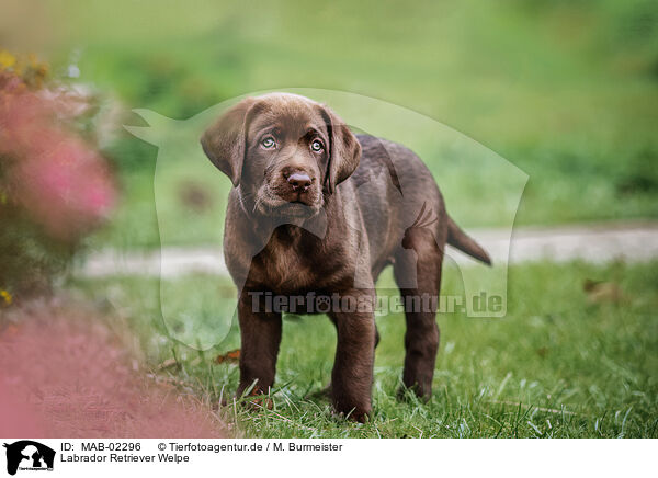 Labrador Retriever Welpe / Labrador Retriever Puppy / MAB-02296