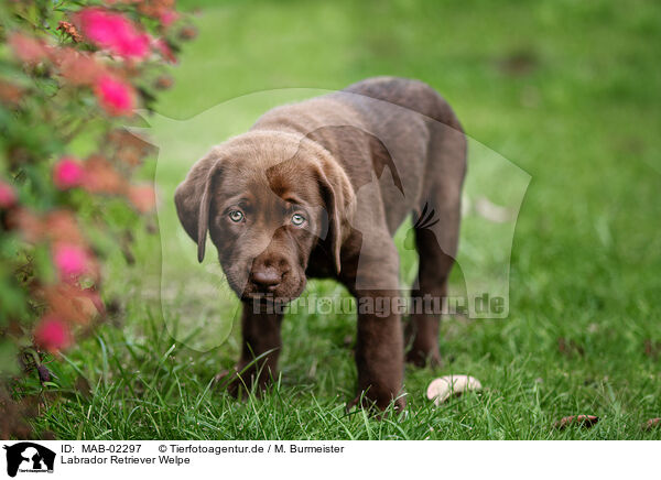 Labrador Retriever Welpe / Labrador Retriever Puppy / MAB-02297