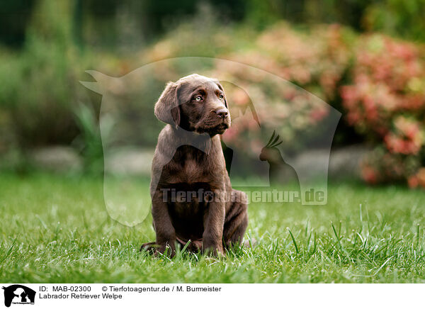Labrador Retriever Welpe / Labrador Retriever Puppy / MAB-02300