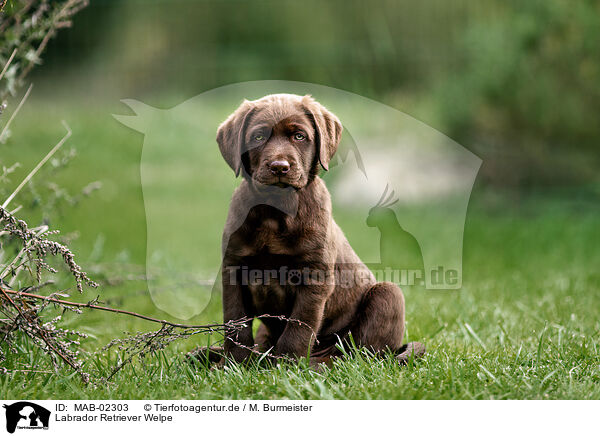 Labrador Retriever Welpe / Labrador Retriever Puppy / MAB-02303