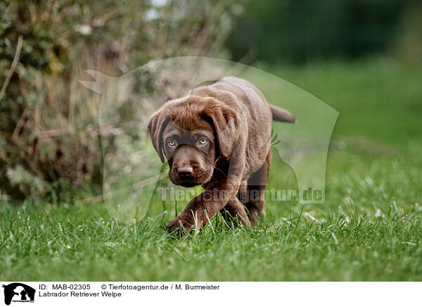 Labrador Retriever Welpe / Labrador Retriever Puppy / MAB-02305