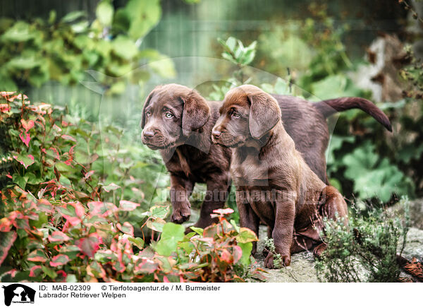 Labrador Retriever Welpen / Labrador Retriever Puppies / MAB-02309