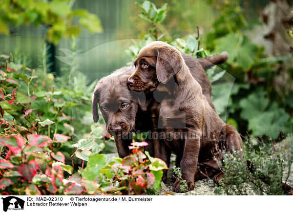Labrador Retriever Welpen / Labrador Retriever Puppies / MAB-02310