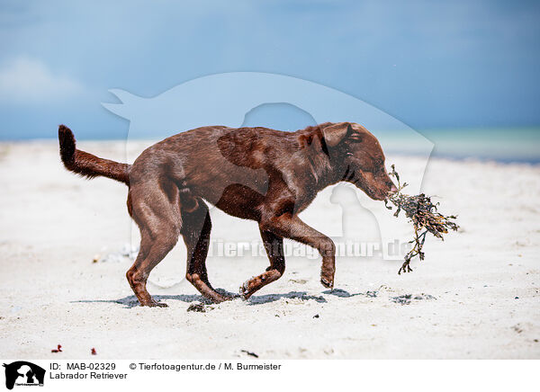 Labrador Retriever / Labrador Retriever / MAB-02329