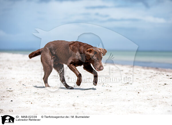 Labrador Retriever / MAB-02339