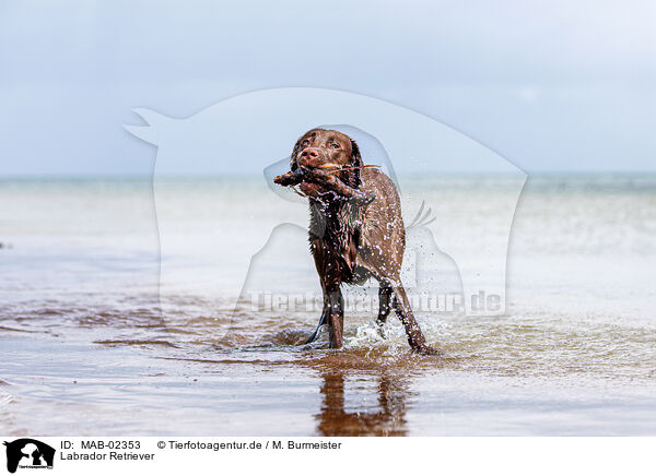 Labrador Retriever / MAB-02353