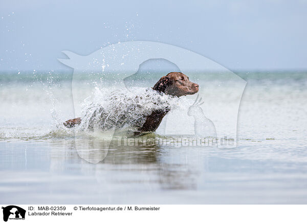 Labrador Retriever / MAB-02359