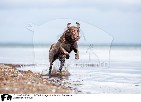 Labrador Retriever / MAB-02361
