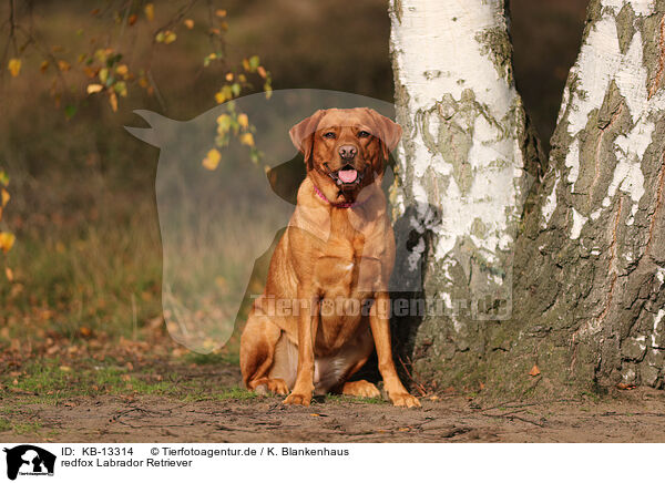 redfox Labrador Retriever / redfox Labrador Retriever / KB-13314