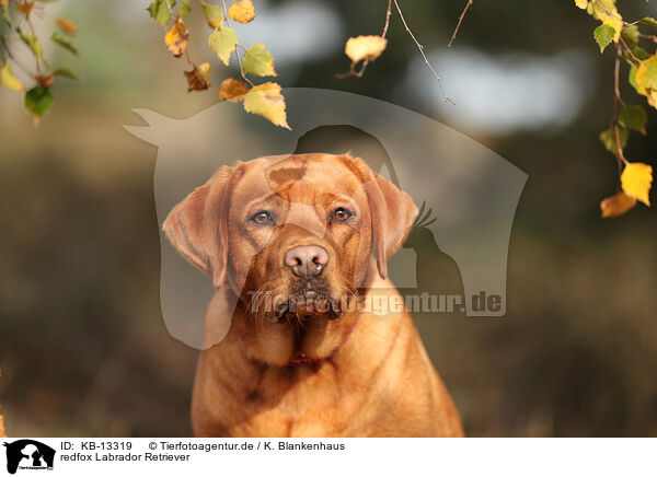 redfox Labrador Retriever / redfox Labrador Retriever / KB-13319