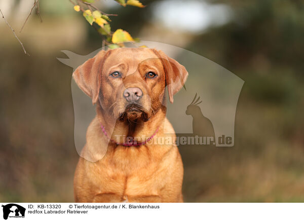 redfox Labrador Retriever / redfox Labrador Retriever / KB-13320