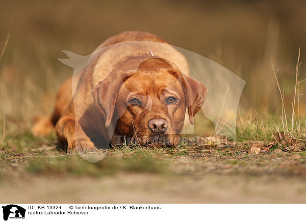 redfox Labrador Retriever / redfox Labrador Retriever / KB-13324