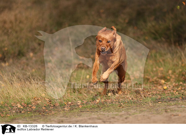 redfox Labrador Retriever / KB-13326