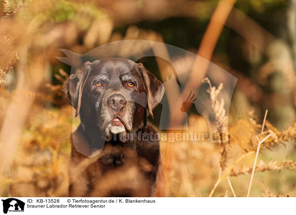 brauner Labrador Retriever Senior / brown Labrador Retriever Senior / KB-13528