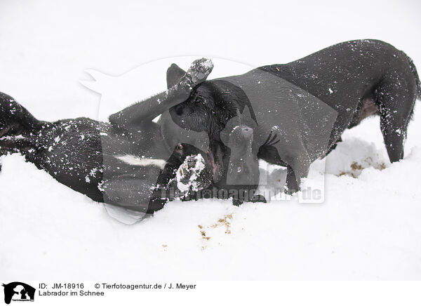 Labrador im Schnee / JM-18916
