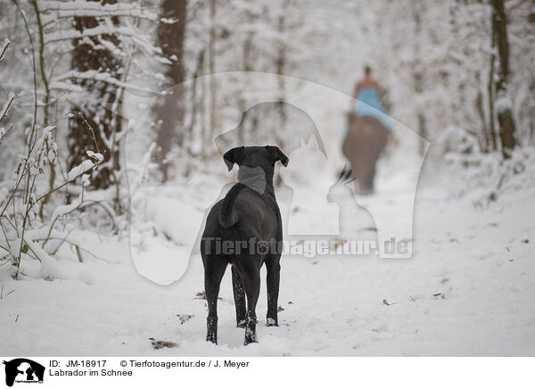 Labrador im Schnee / JM-18917