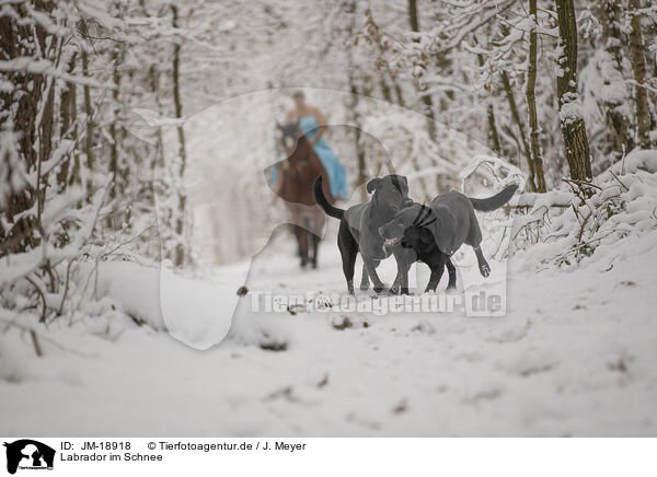 Labrador im Schnee / JM-18918