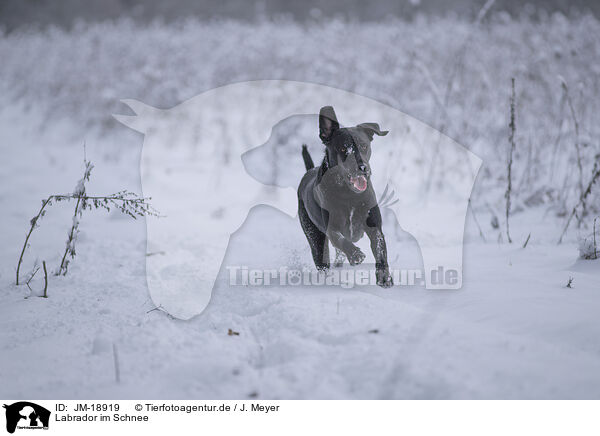 Labrador im Schnee / JM-18919