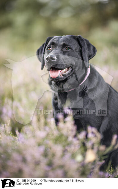 Labrador Retriever / Labrador Retriever / SE-01699