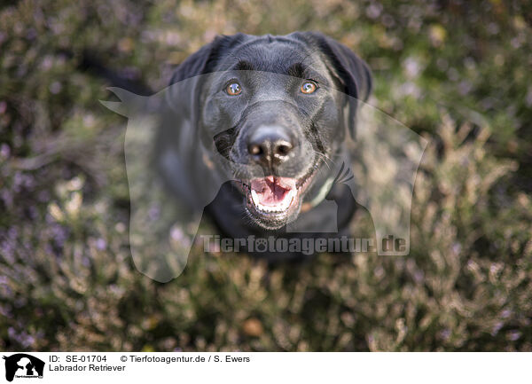 Labrador Retriever / Labrador Retriever / SE-01704