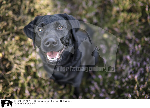 Labrador Retriever / SE-01707