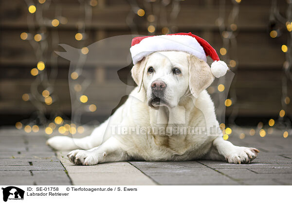 Labrador Retriever / SE-01758