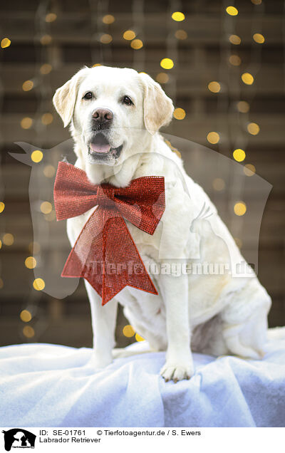 Labrador Retriever / SE-01761