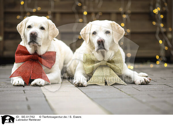 Labrador Retriever / SE-01762
