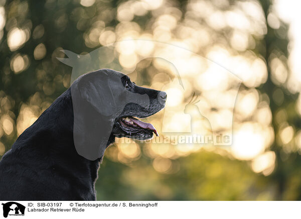 Labrador Retriever Rde / male Labrador Retriever / SIB-03197