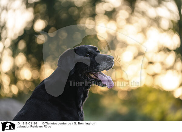 Labrador Retriever Rde / male Labrador Retriever / SIB-03198