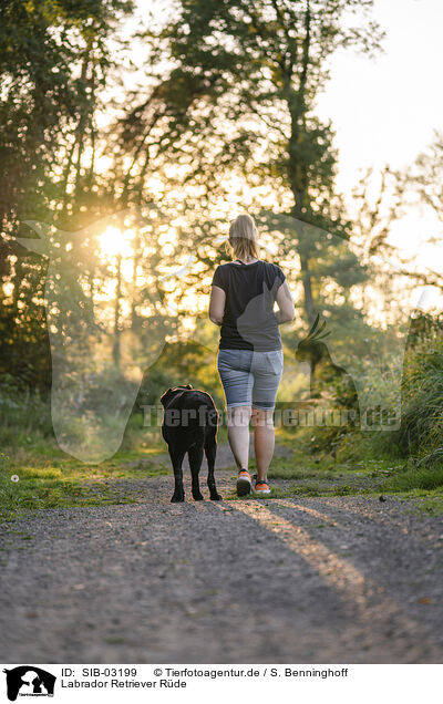 Labrador Retriever Rde / SIB-03199