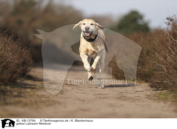 gelber Labrador Retriever / blonde Labrador Retriever / KB-13764