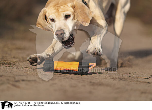 gelber Labrador Retriever / KB-13765